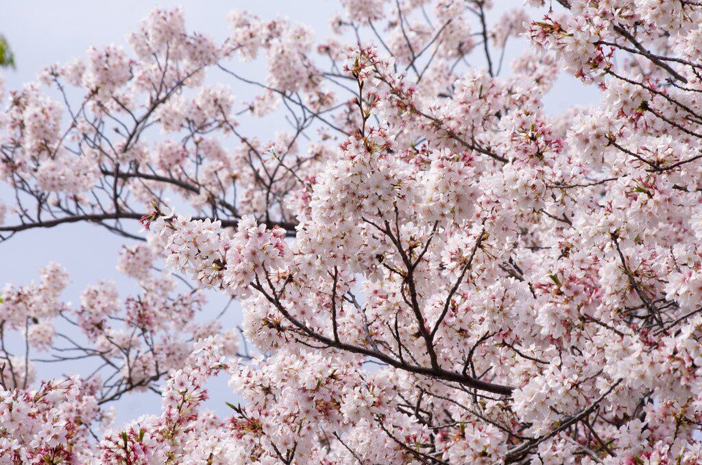 A cherry blossomes.