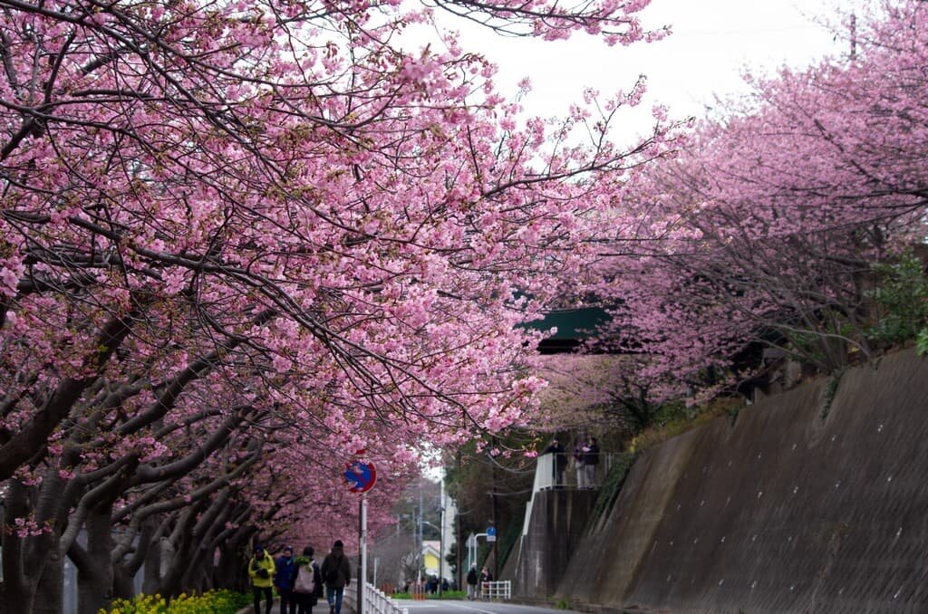 Kawazu cherry blossoms.