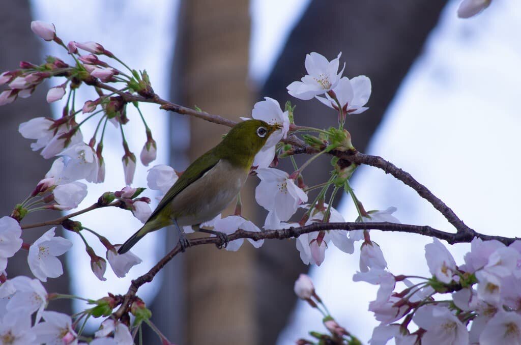 A little bird perched on the cherry trees.