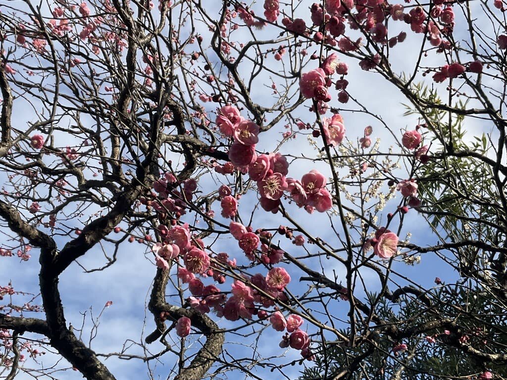 Plum blossom.